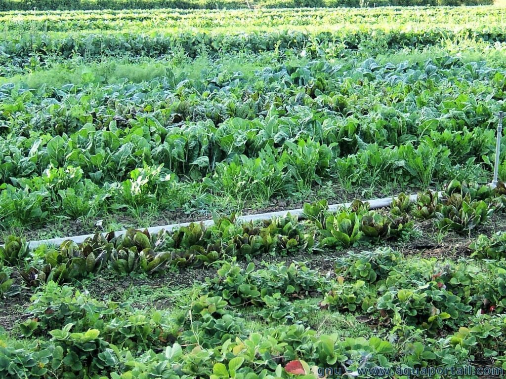 agriculture-durable-culture-legumes